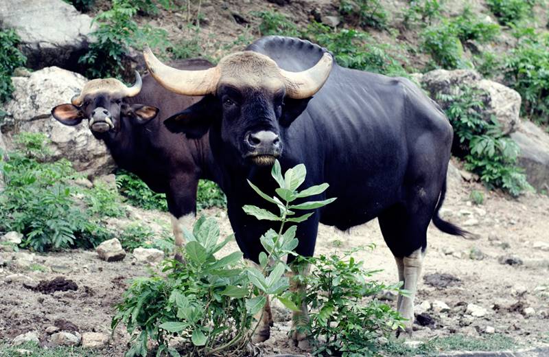 Wild Bull at Kanhaji National Park