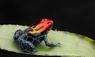 Black Red Frog - Anatomy of Amphibians