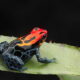 Black Red Frog - Anatomy of Amphibians