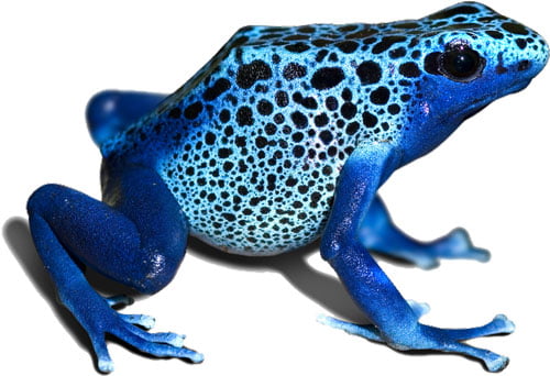 Blue-Frog Amphibians Color
