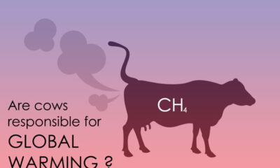 Cows emitting greenhouse gases and increase Global Warming