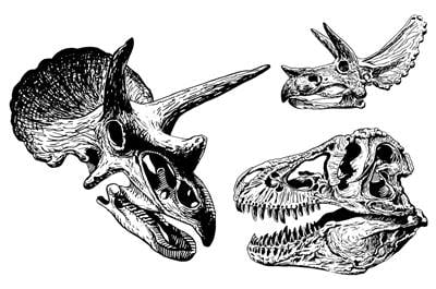 Paleontology: Study of Fossils & Its Importance in the Study of Evolution